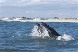 New York Aquarium: 10 Locations in NY/NJ Waters To Possibly Spot Whales from Shore 